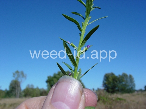 loosestrife, hyssop